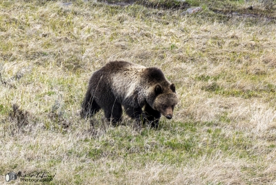 Grizzly Bear May 2025